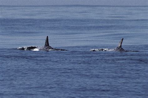 Shetland Island in Focus - Foula | NorthLink Ferries