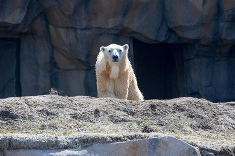 Photos: Lincoln Park Zoo Welcomes New Polar Bear Talini | Chicago News | WTTW