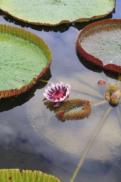 Premium Photo | Victoria lotus flower in lake