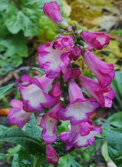 Penstemon 'Polaris Purple' : Grows on You