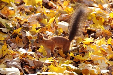 Autumn Squirrel Wallpapers - Wallpaper Cave