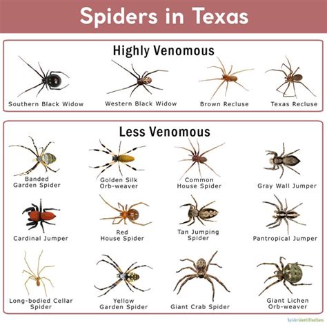 Spiders in Texas: List with Pictures