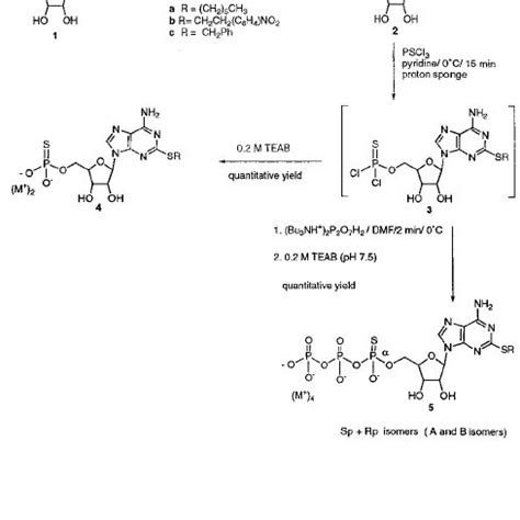 Synthesis of 2-thioether-5’-thiophosphate-adenosine derivatives. | Download Scientific Diagram