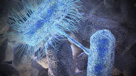 Bacterial conjugation, illustration - Stock Image - F033/6267 - Science Photo Library