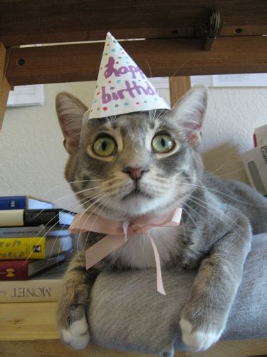 It's OK To Have An Opinion: Cats in Birthday Hats