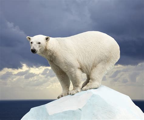 Can polar bears survive food shortages caused by global warming? - CBS News