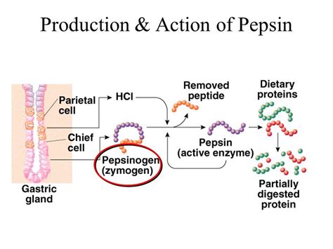 The parietal cells of the gastric glands secrete HCL and the chief cells secrete pepsinogen, an ...