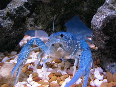 Electric Blue Crayfish: The Only Care Guide You Need