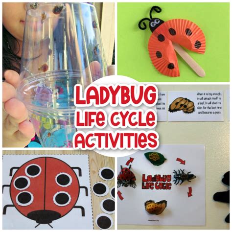 30+ Ladybug Life Cycle Activities and Crafts - Natural Beach Living