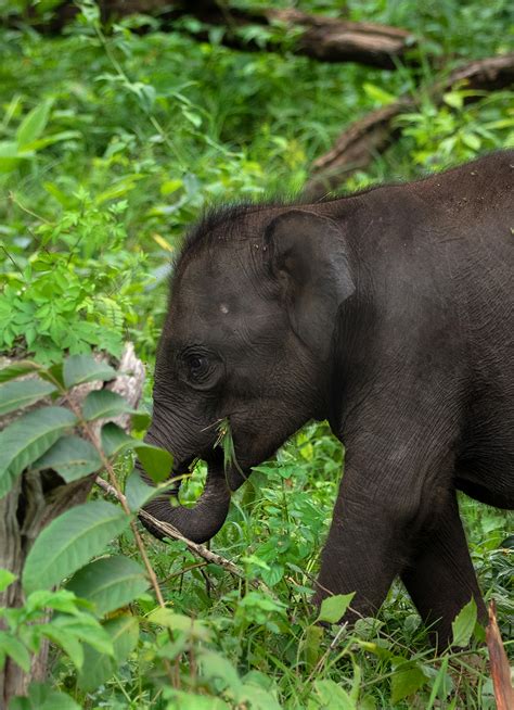 Overloaded cuteness in jungle – kabini