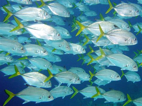 Horse-Eye Jack - Caranx latus - Nassau, Bahamas - Photo 2 - Caribbean Reefs