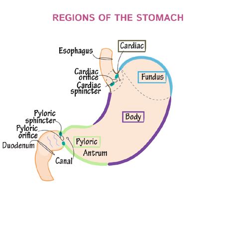 Gross Anatomy Glossary: Stomach Anatomy | Draw It to Know It