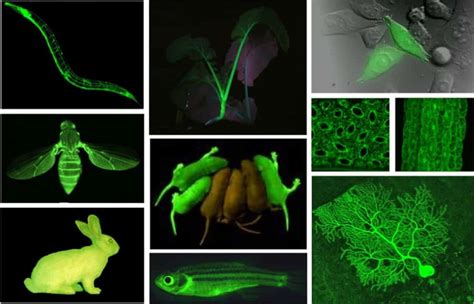 What is Bio Art? – ARTDEX