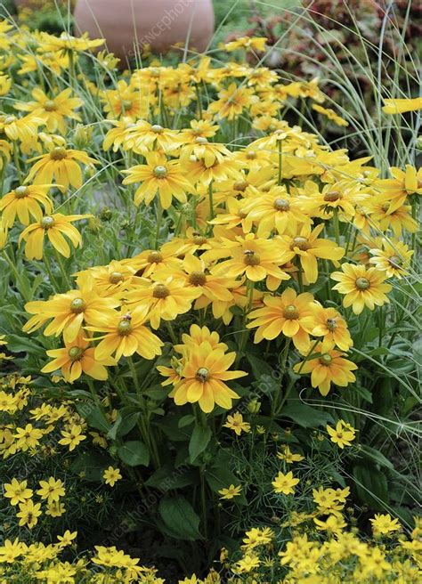 Rudbeckia hirta 'Prairie Sun' - Stock Image - C013/1829 - Science Photo ...