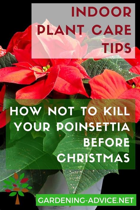 Poinsettia Care - Tips For Growing Poinsettias | Poinsettia care, Small ...