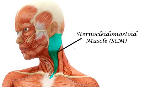 The Muscles of the Head, Trunk and Shoulders - SCIENTIST CINDY