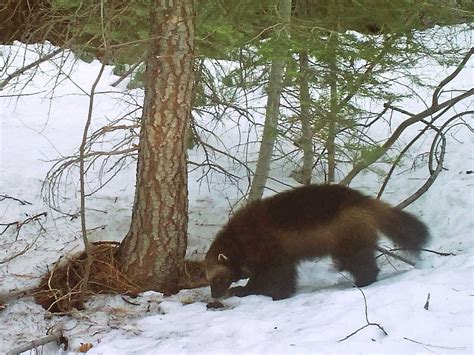 U.S. moves to protect wolverines as climate change melts mountain refuges : NPR