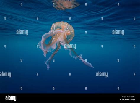 Mauve stinger jellyfish hi-res stock photography and images - Alamy