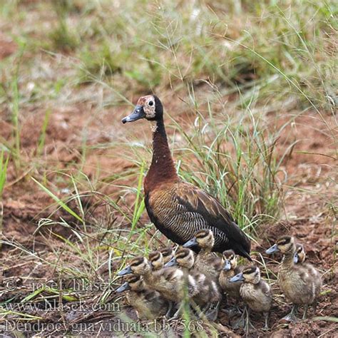 Dendrocygna viduata White-faced Whistling-duck Whistling Duck Nonnetræand Nonneand ...