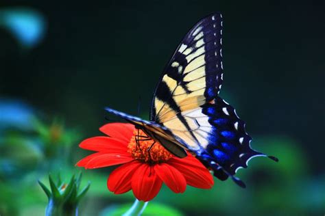 1000+ images about Butterflies on Pinterest | The butterfly, Beautiful butterflies and Tigers