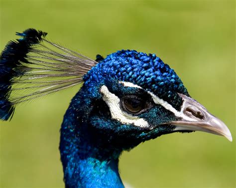 Peacock Blue Wallpaper - WallpaperSafari