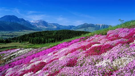 Phlox, Kuju Flower Park, Oita, Japan | Oita, Free screensavers, Anza borrego state park