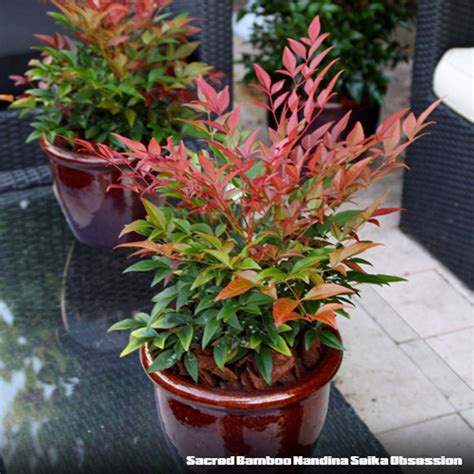 Sacred Bamboo Nandina Seika Obsession | potplantheavenperth