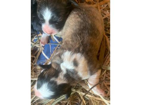 Karakachan Puppies Greenville - Puppies for Sale Near Me