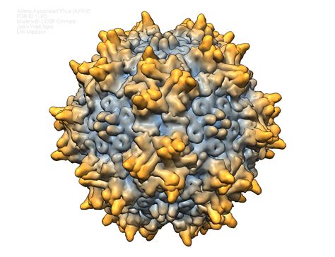 Adeno-associated virus (PDB ID: 1LP3) – Biochemistry Computational Research Facility (BCRF) – UW ...