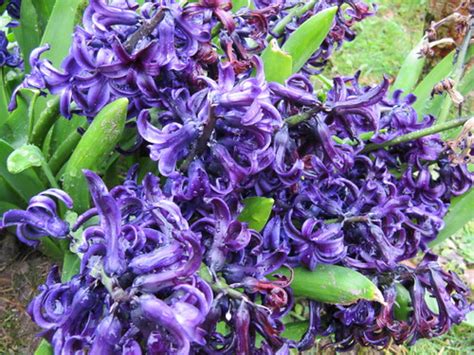 Dark purple Hyacinths | A lovely spring day at Highdown Gard… | Flickr