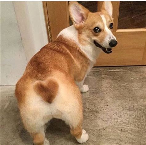 Pin on Animals | Corgi butts, Cute corgi, Corgi funny