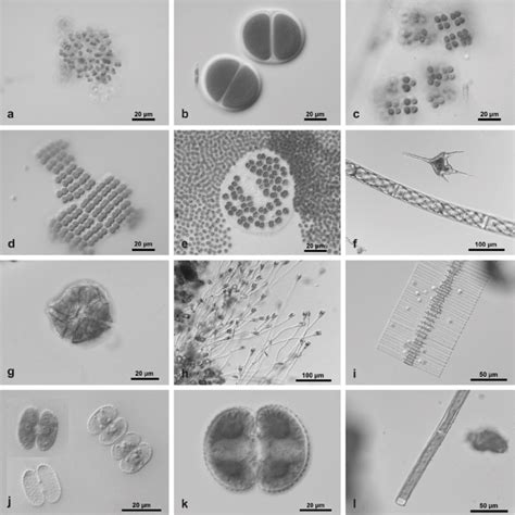 Examples of observed organisms during excursions (1-Chorvátske rameno... | Download Scientific ...