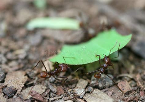 Leaf Cutter Ants stock photo. Image of colony, hymenoptera - 3349044