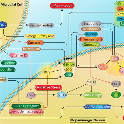 The mechanism of action for the antioxidants discussed in this study ...