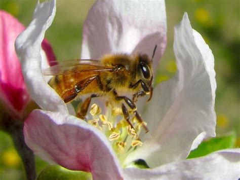 Honey Bees | WSU Tree Fruit | Washington State University