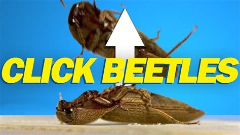 How do click beetles jump? - YouTube