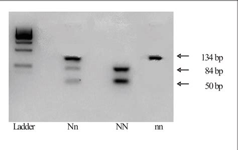 Figure 1 from Relationship of RYR1 gene with production and slaughter ...