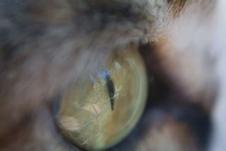 Cat Eye | Of course this would have been a whole lot easier … | Flickr
