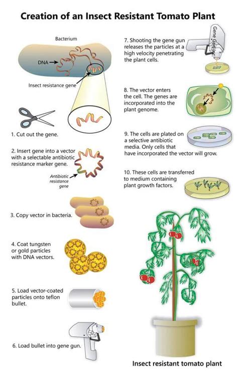 How do you really make a GMO tomato? - Genetic Literacy Project