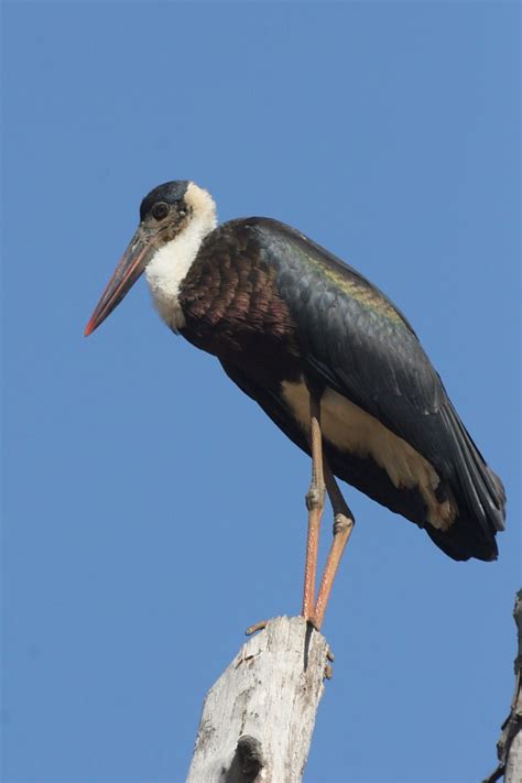 The Storks of Africa | Rockjumper Birding Tours