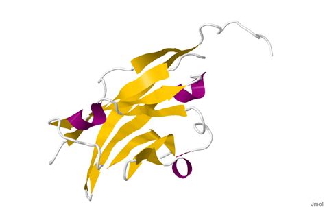 Myelin-Oligodendrozyten-Glykoprotein – Wikipedia