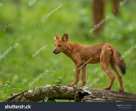 Indian Dhole Wild Dog Puppy Beautiful Stock Photo 1430498969 | Shutterstock