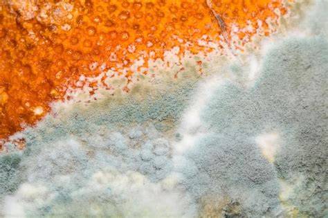 Premium Photo | Natural texture of mold on mandarine fruit macro rotten background