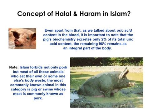 What Animals Are Haram To Eat Islamqa - Do not eat Haram Animals | UltimateTV - YouTube ...