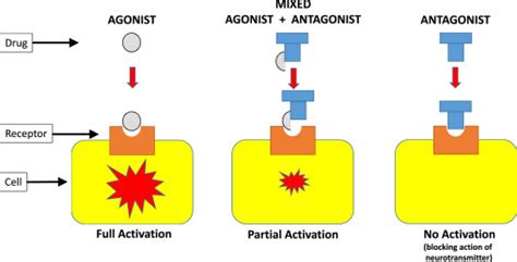 Estrogen Receptor Modulators - Nurses Revision