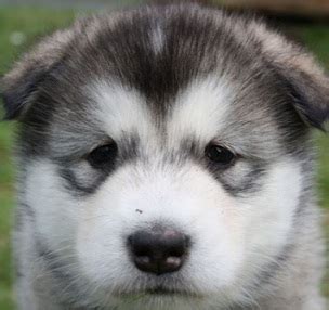 Adorable Husky Puppies | Pictures of Huskies