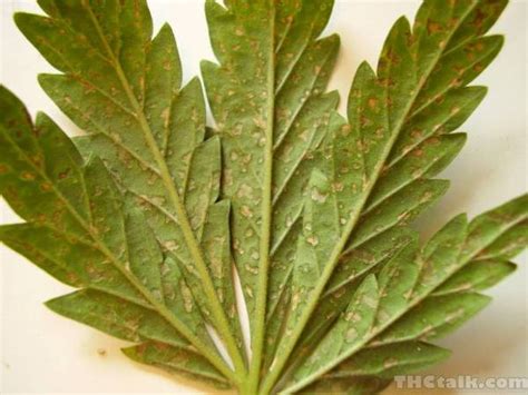 Rust Spots on Leaves - any ideas