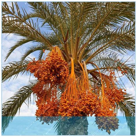 ZLKING 10PCS Rare Medjool Date sweet organic fruit natural date palm tree bonsai planting for ...