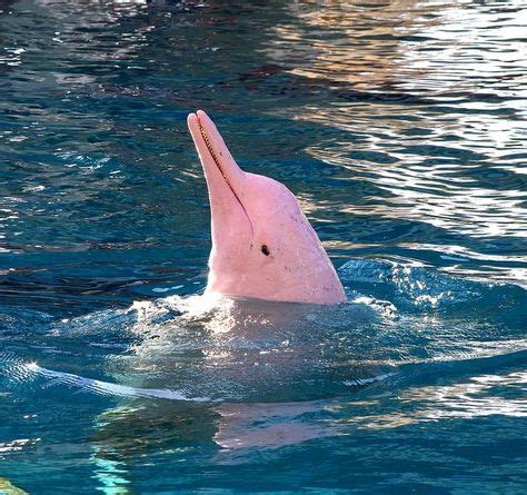 Amazon River Pink Dolphin … | สัตว์