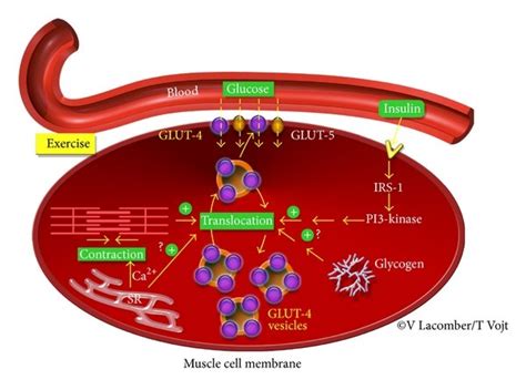 Glut4 Structure